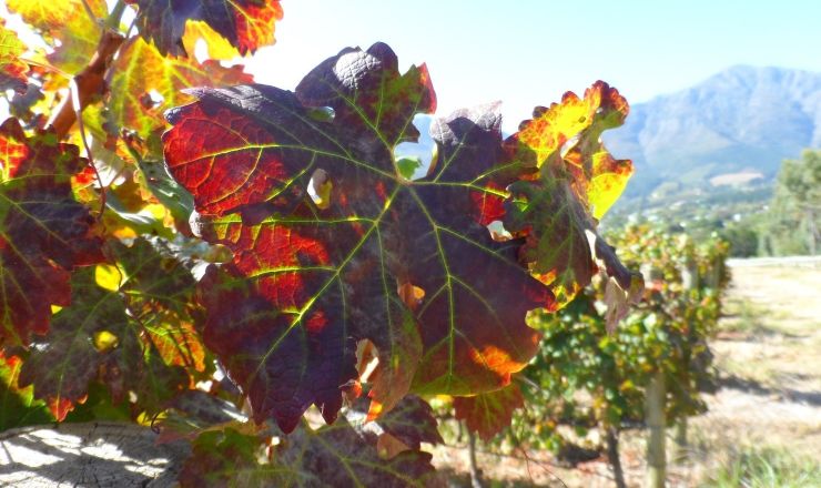 Impact of GLD on grape wine composition Hanno van Schalkwyk