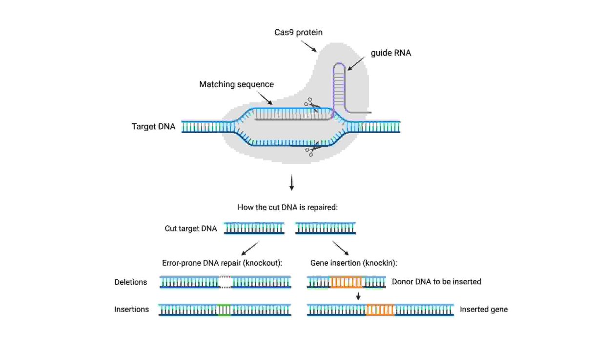 CRISPR revolution grapevine Figure 1