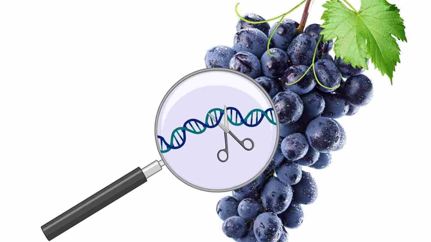 CRISPR