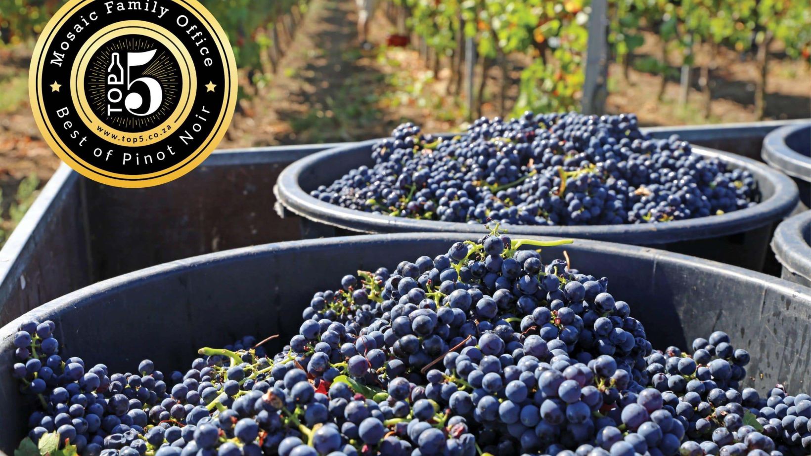 Pinot SFI