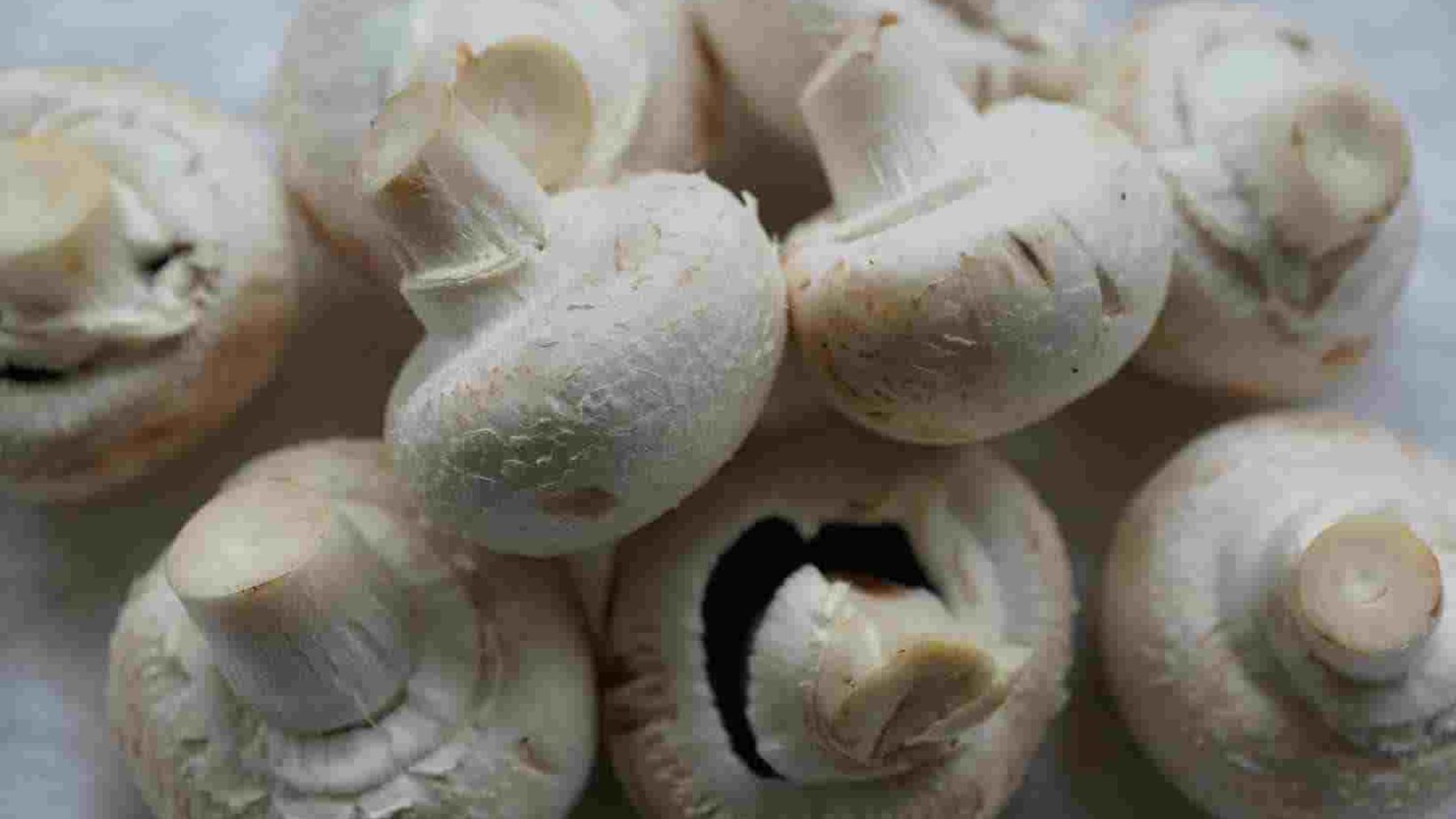 Mushroom
