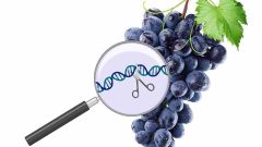 CRISPR revolution grapevine