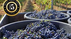 Pinot SFI