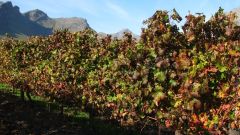 Transmission dynamics of grapevine leafroll associated virus