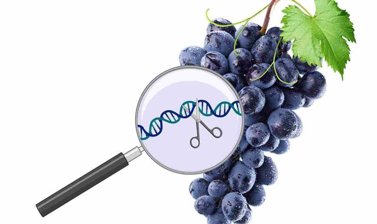 CRISPR revolution grapevine