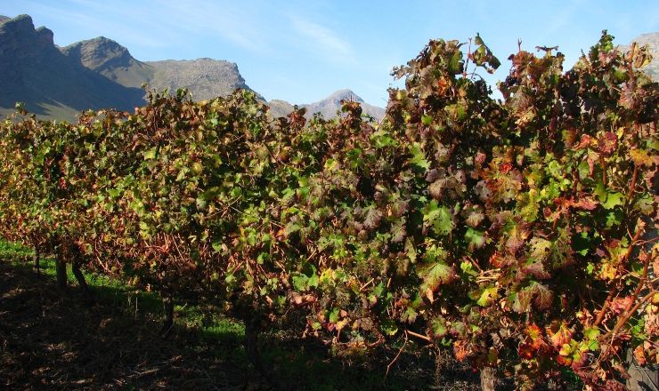 Transmission dynamics of grapevine leafroll associated virus