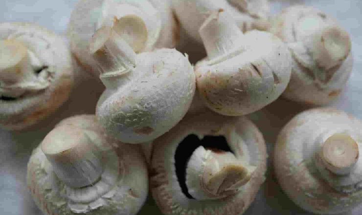 Why does my wine smell like mushrooms Intro photo