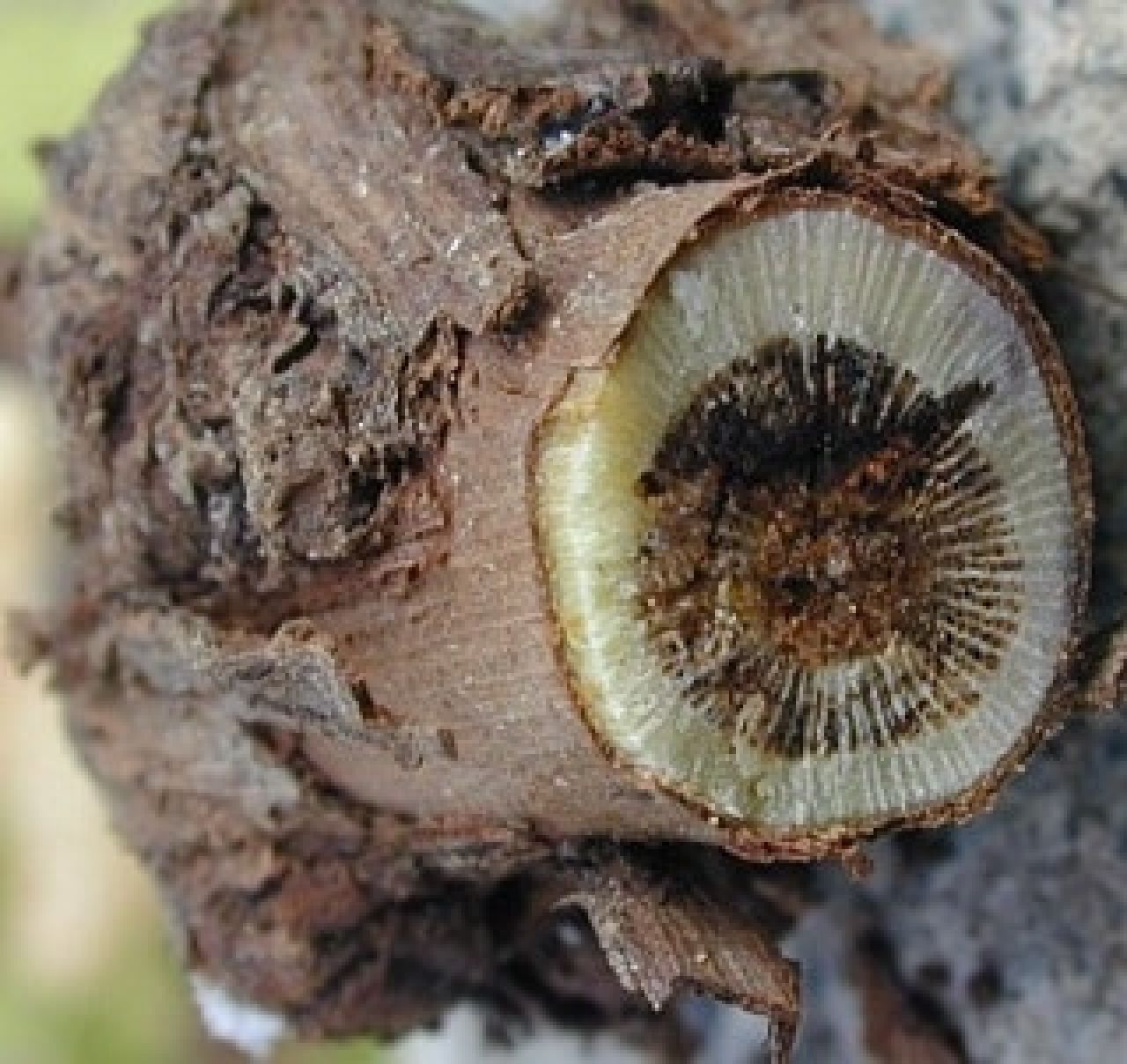 Petri disease Photo 2