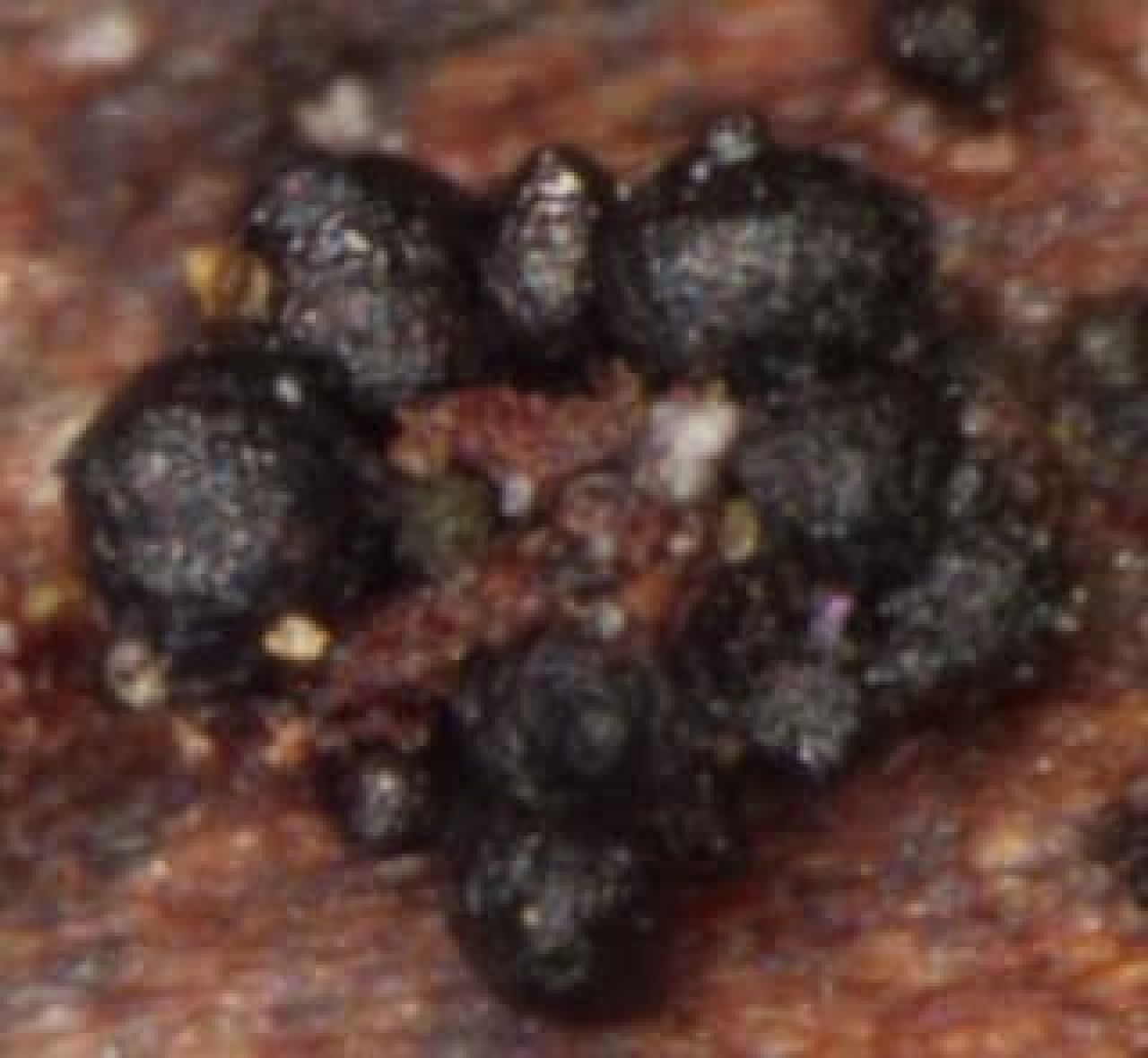 Petri disease Photo 5