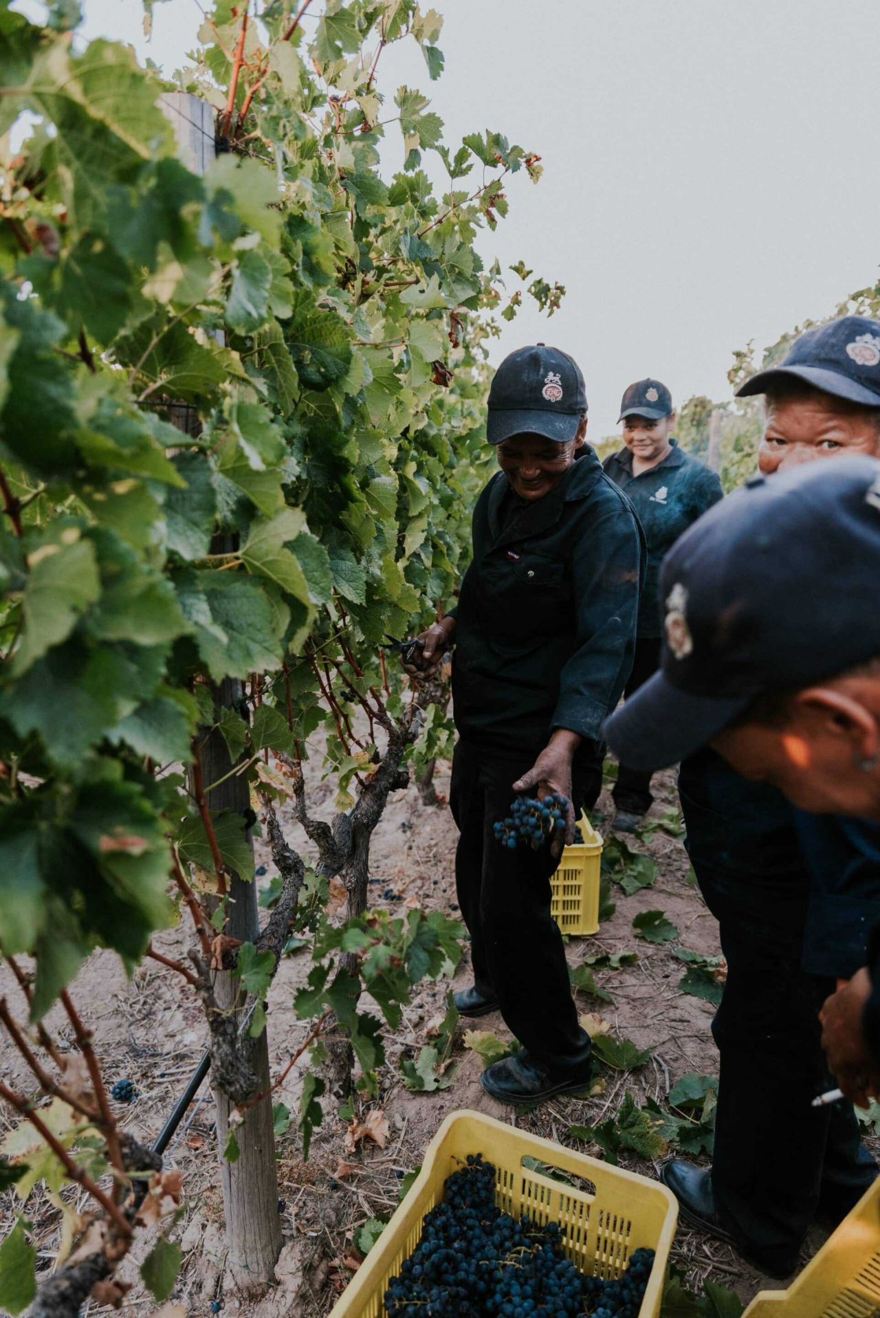 Harvest2019 HR18