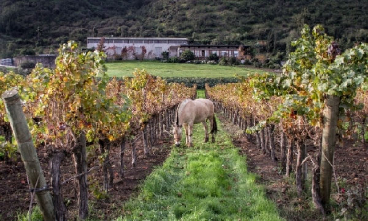 Odfjell Vineyards 02