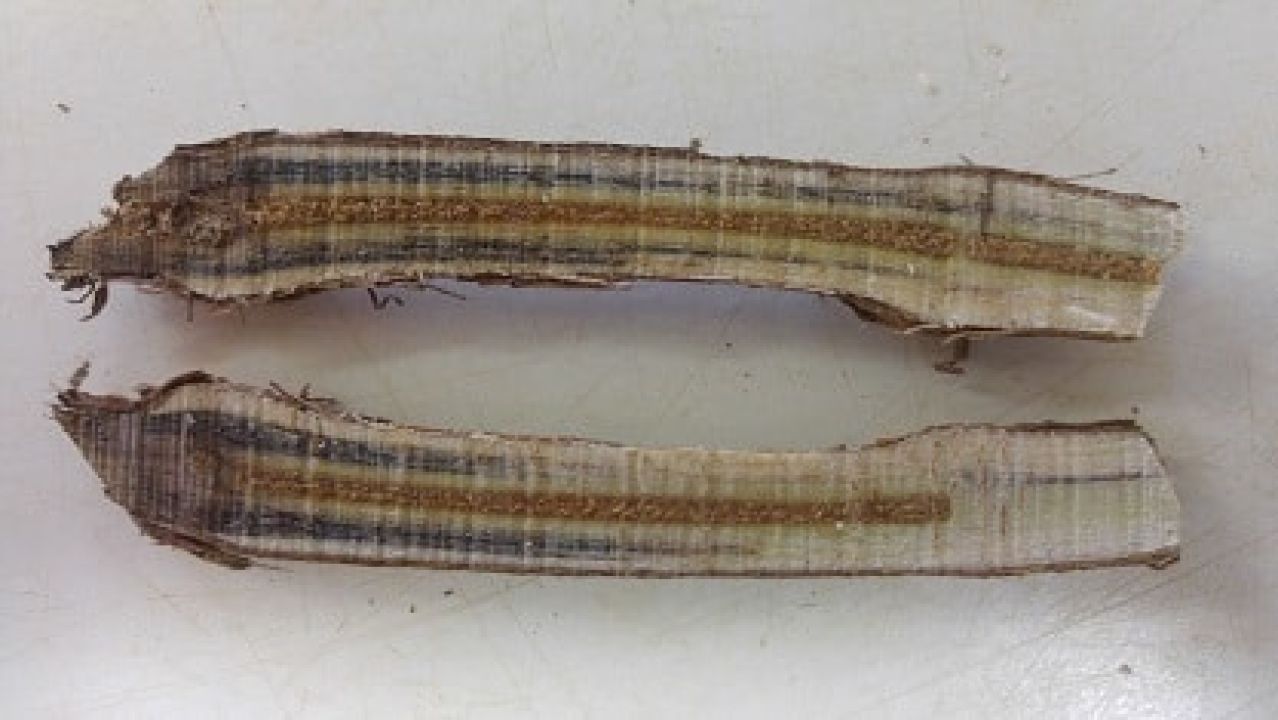 Petri disease Photo 1