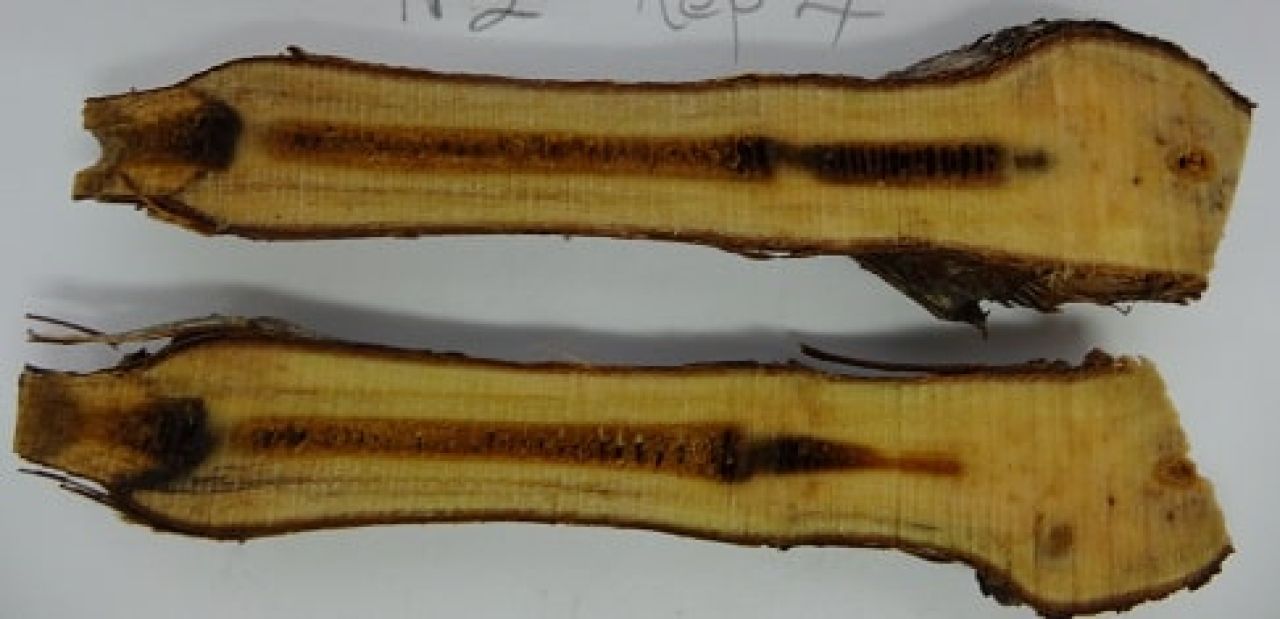 Petri disease Photo 3