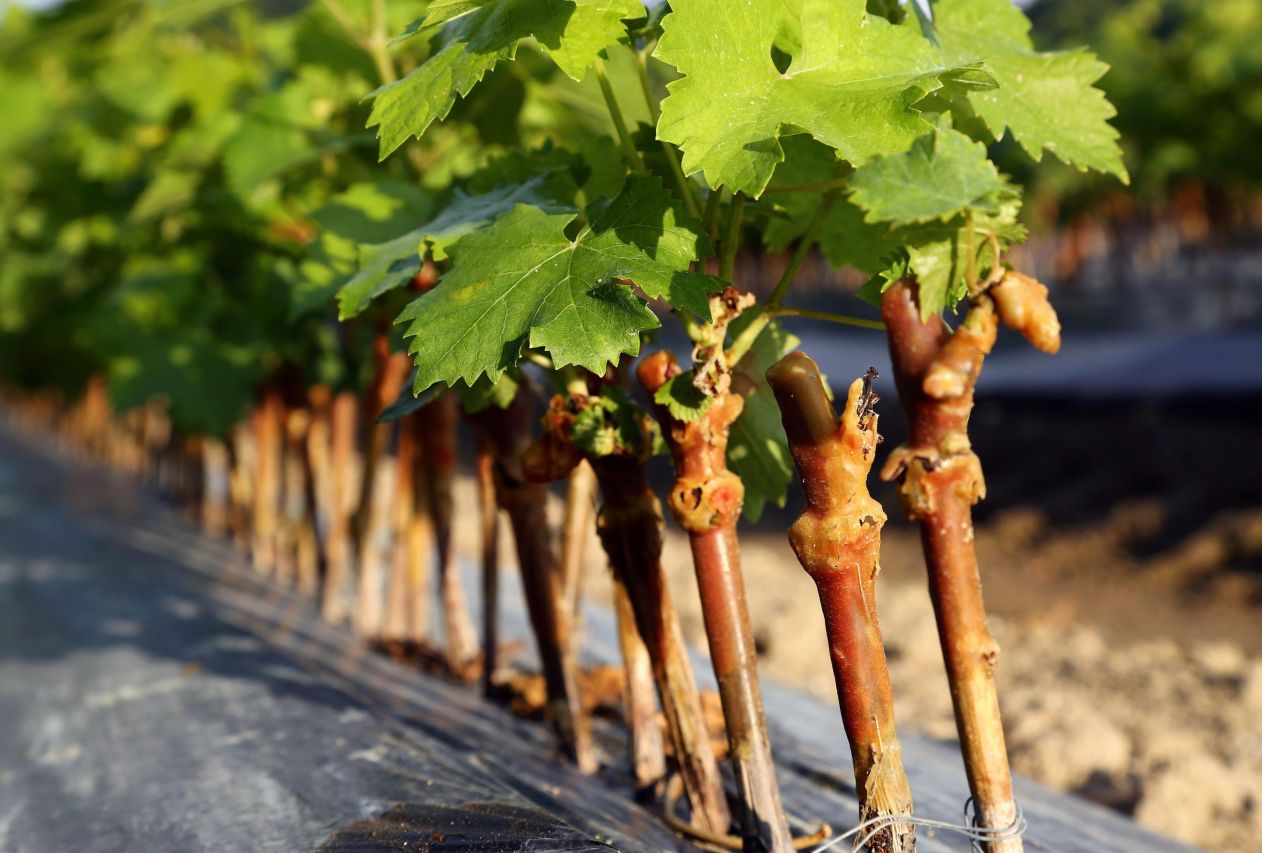 Winetech sfi