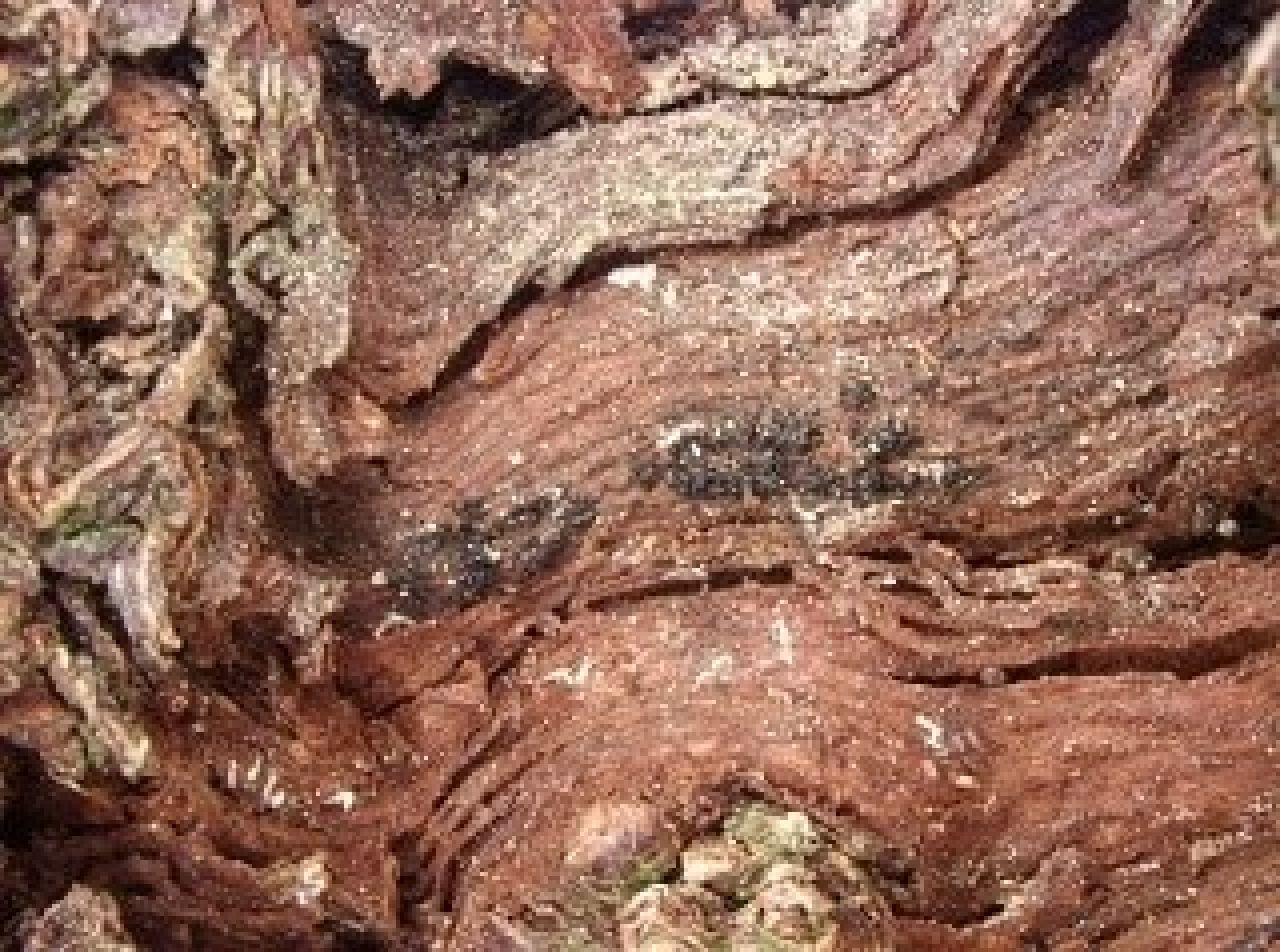 Petri disease Photo 4