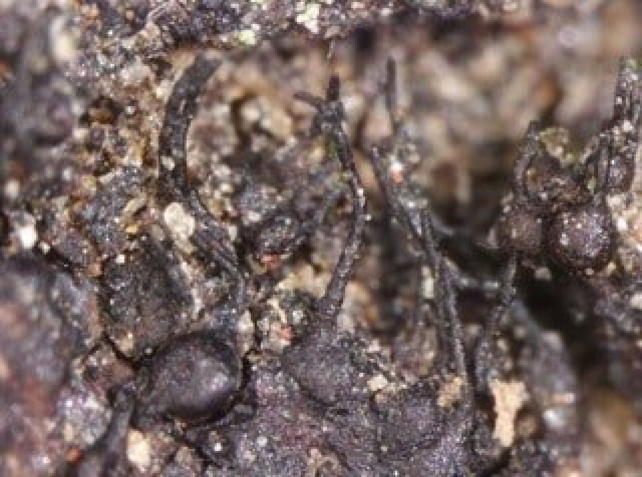 Petri disease Photo 6