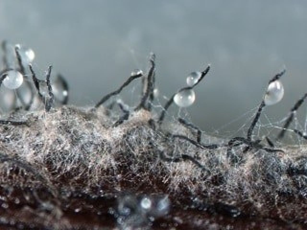 Petri disease Photo 7