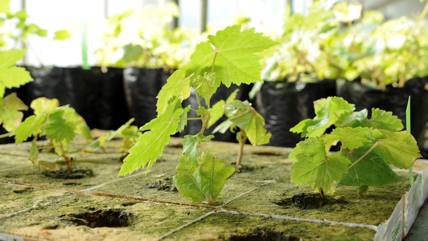 vines