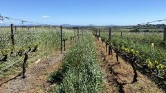 Kanonkop Plot 1