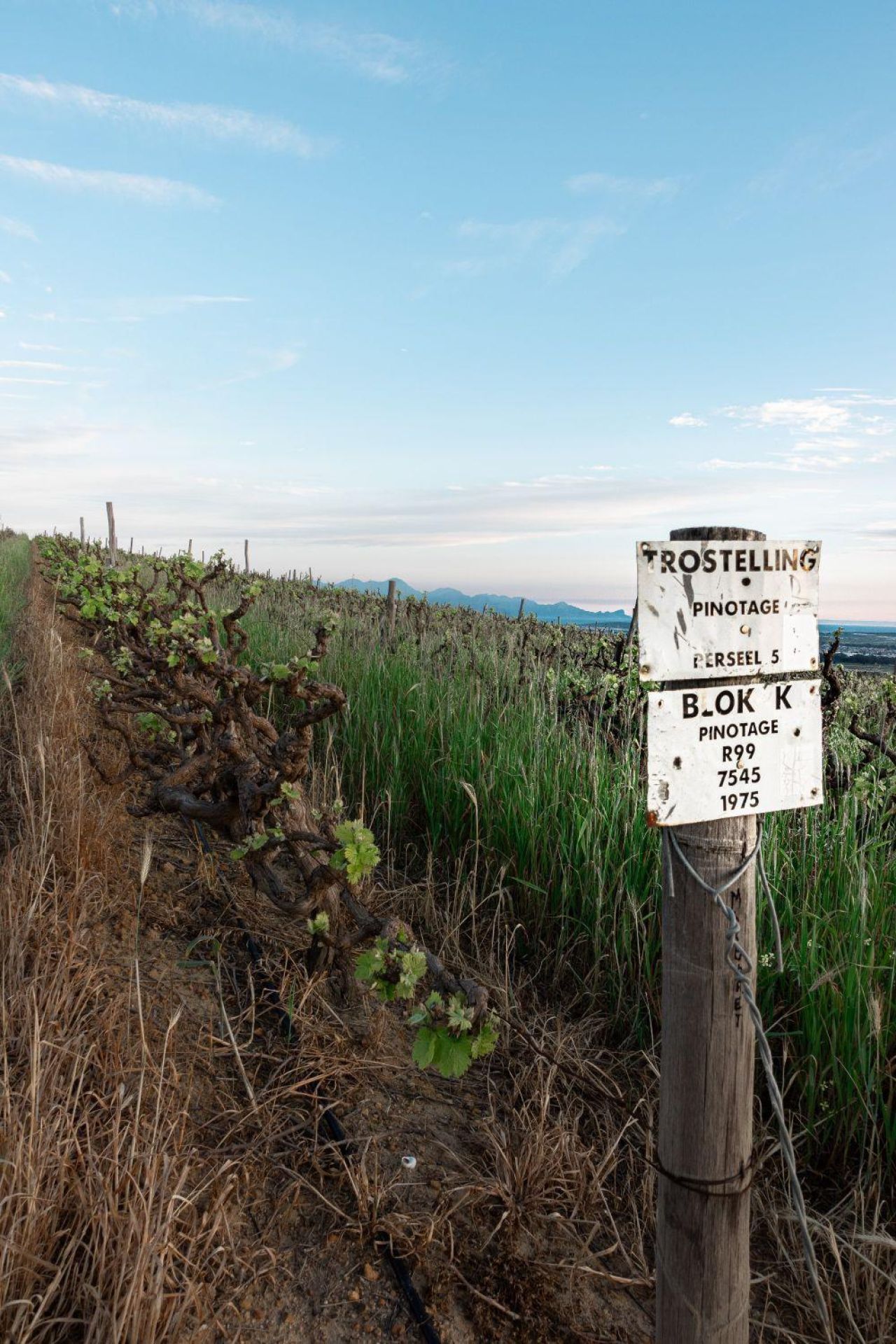 Skoonheid Farm Pinotage Block HR 02