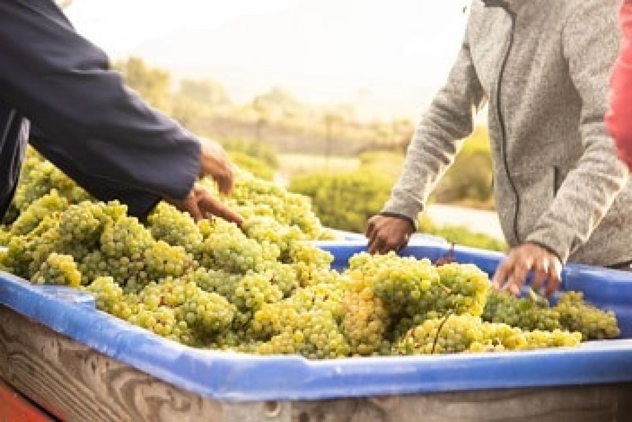 Winetech news Photo 5