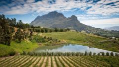 Bartinney vineyards 1400