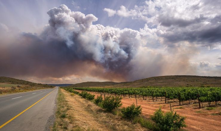 Yeast smoke taint Chenin blanc wines Shutterstock