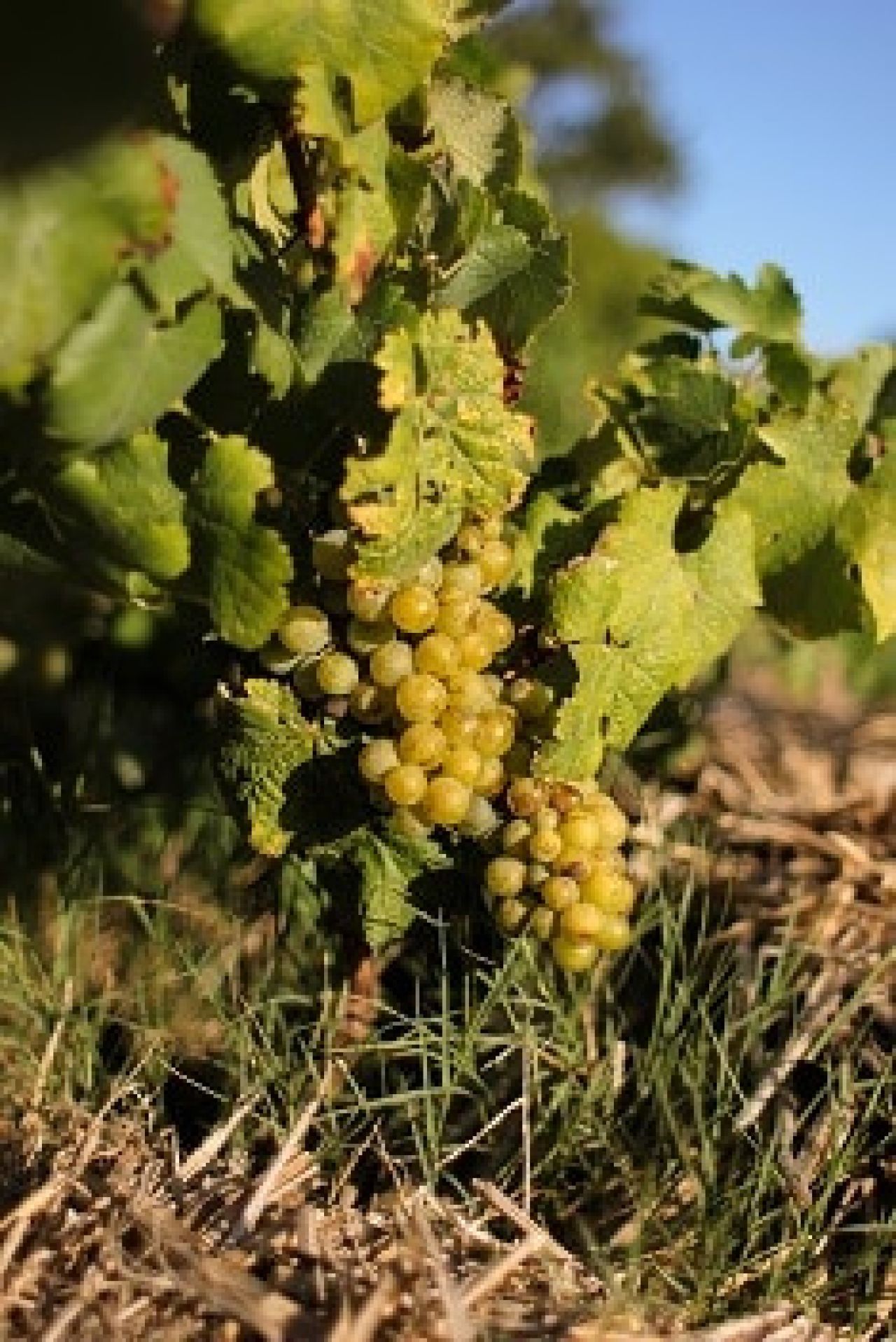 Chenin Blanc International Congress 2022 Photo 3 Hanneke Schutte