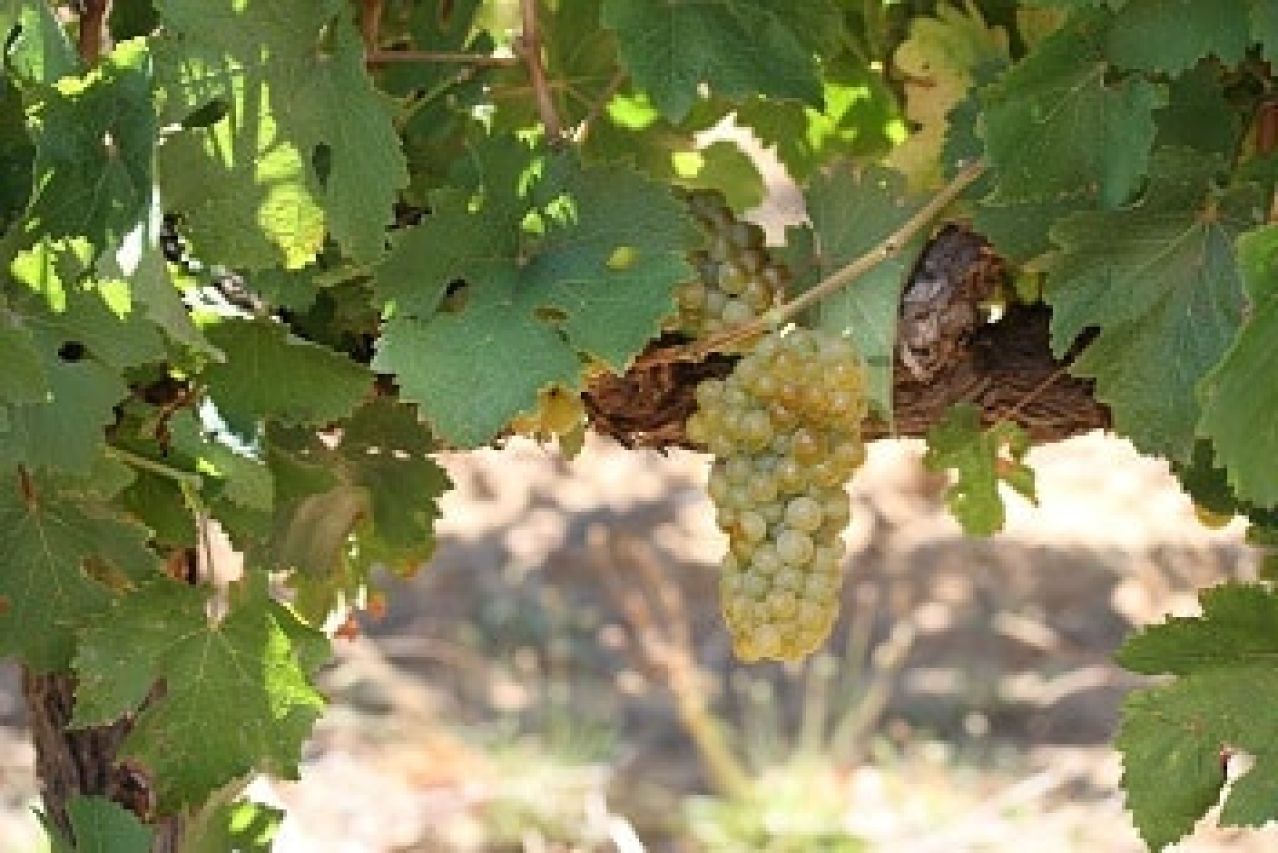 Chenin Blanc International Congress 2022 Photo 1 Vititec