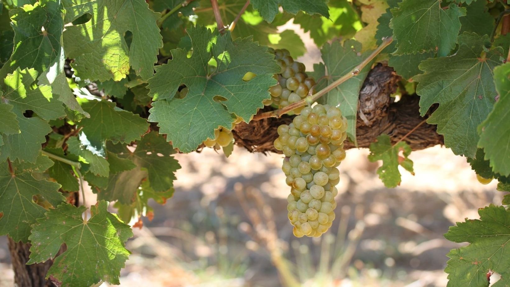 Chenin blanc