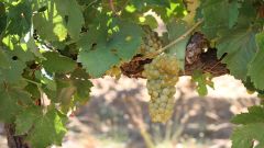 Chenin Blanc International Congress 2022 Photo 1 Vititec Featured image