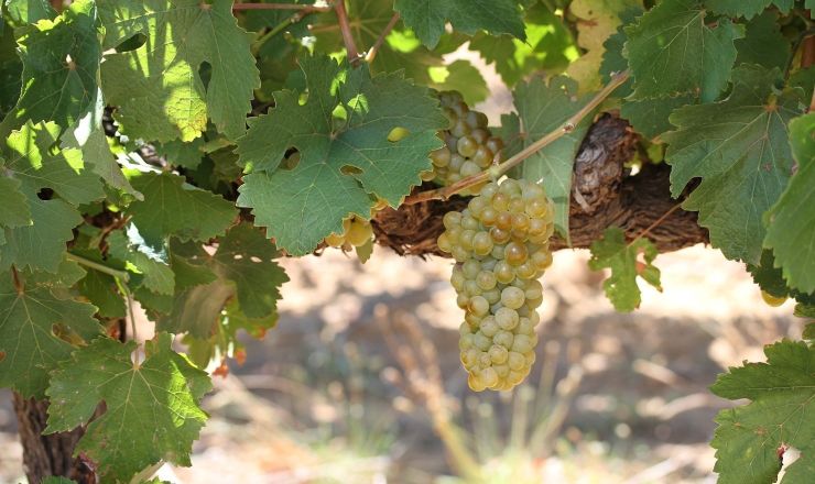 Chenin Blanc International Congress 2022 Photo 1 Vititec Featured image