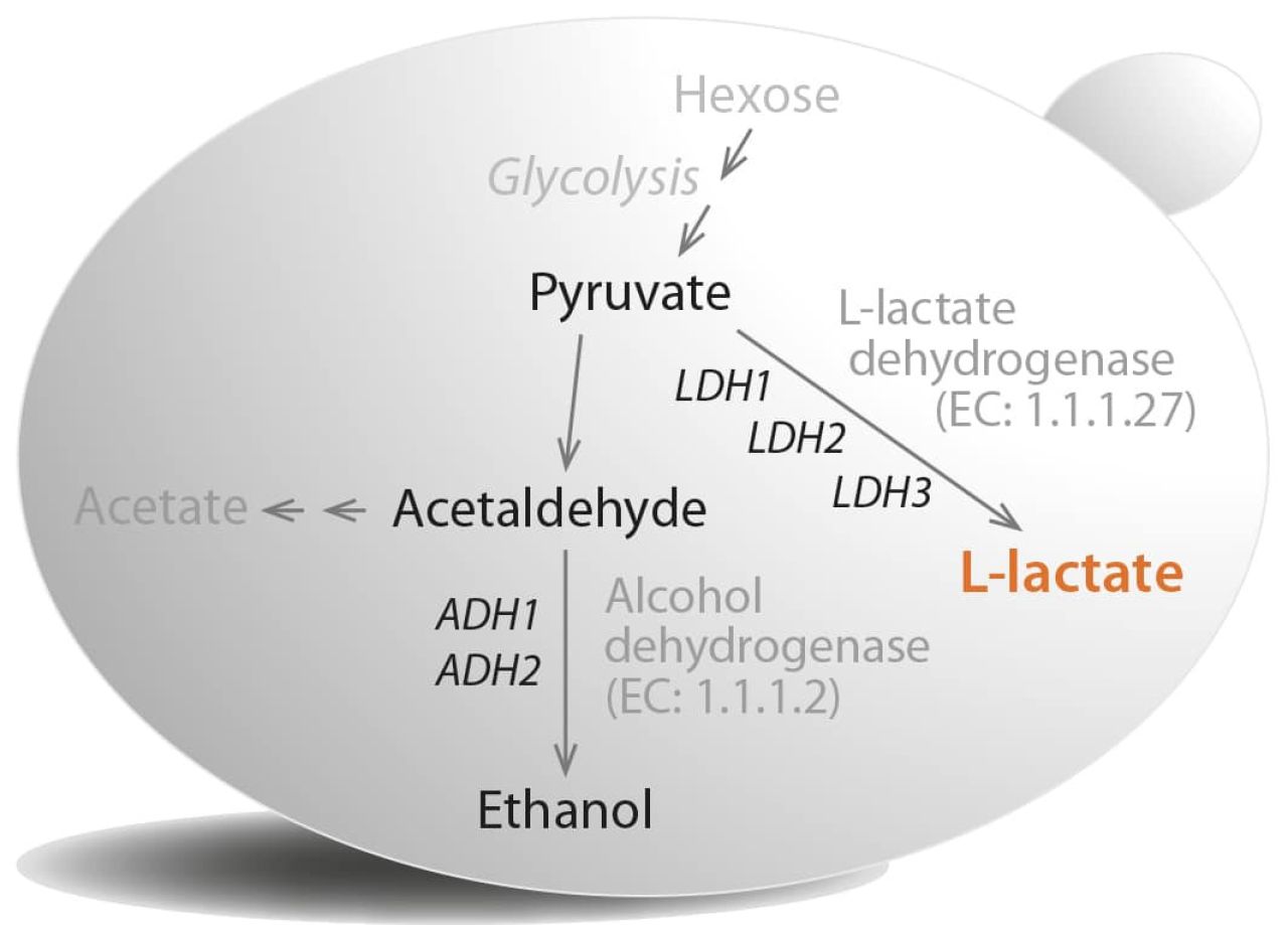 Adding freshness back to wine with Level2 Laktia Figure 1