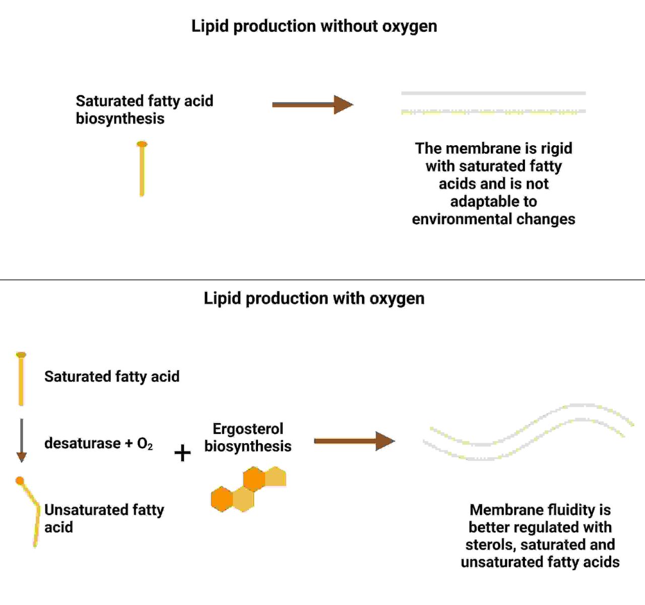Lipids in white winemaking Figure 2