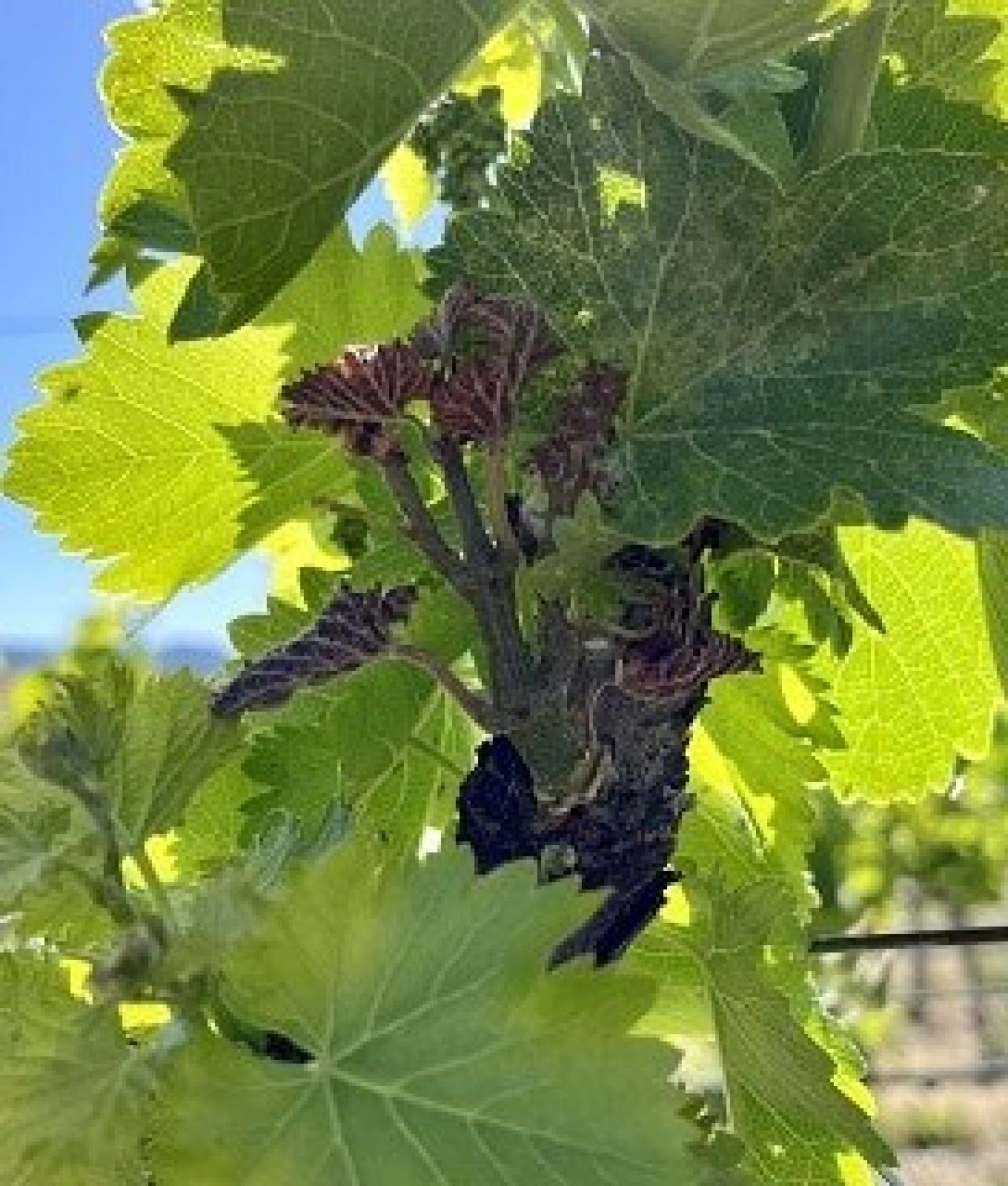 Cold facts about managing vineyard frost Photo 1