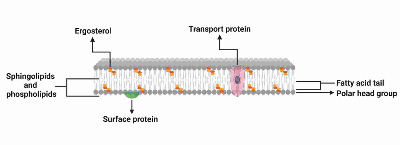 Lipids in white winemaking Figure 1