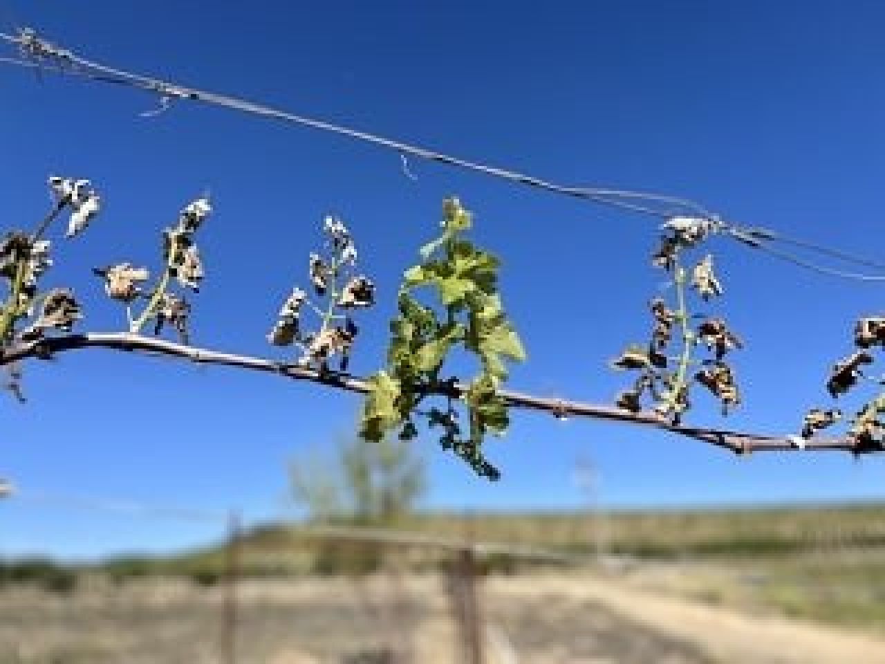 Cold facts about managing vineyard frost Photo 2