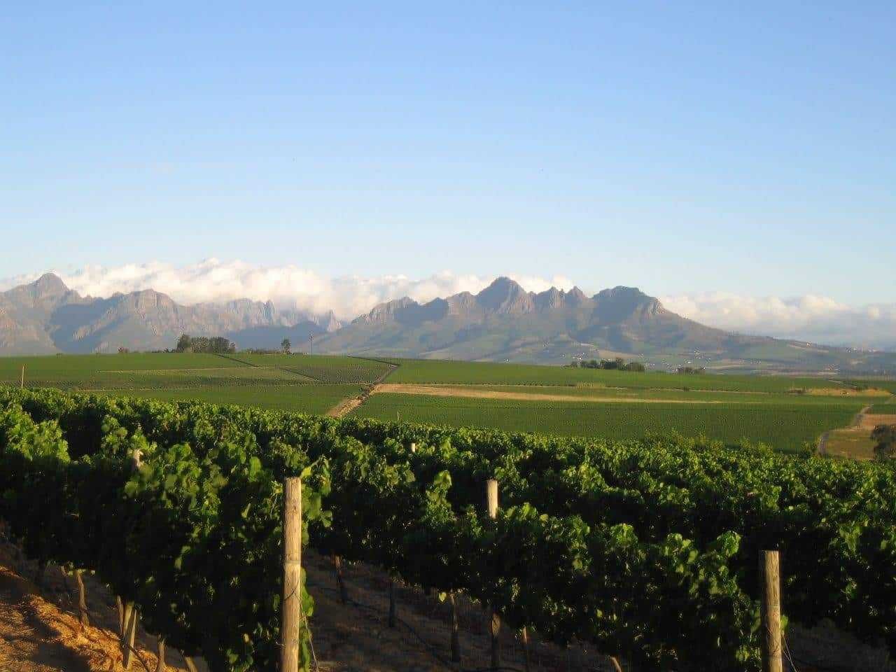Onoma Private Cellar vineyards