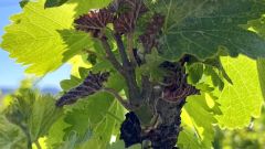 Cold facts about managing vineyard frost Photo 1 Featured image