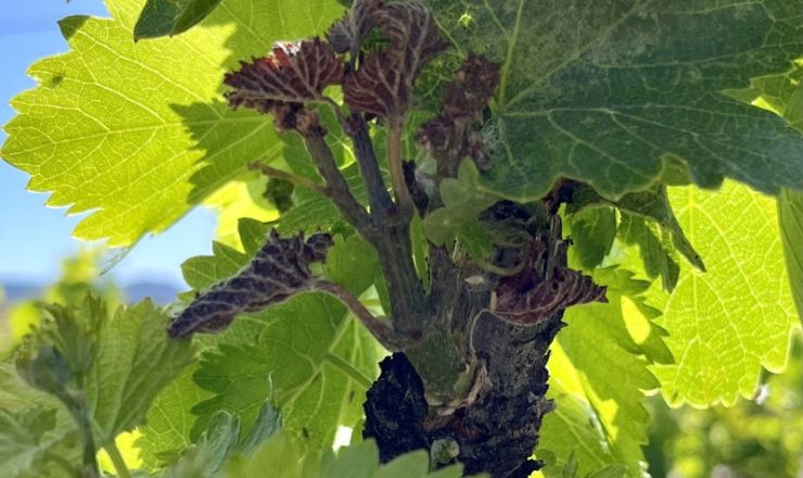 Cold facts about managing vineyard frost Photo 1 Featured image