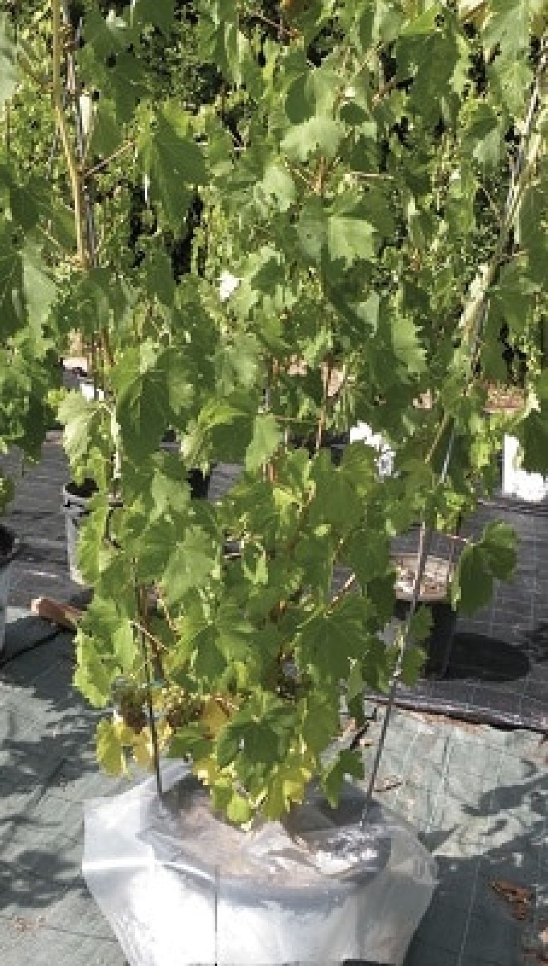 Management of vine water stress Photo 2 A