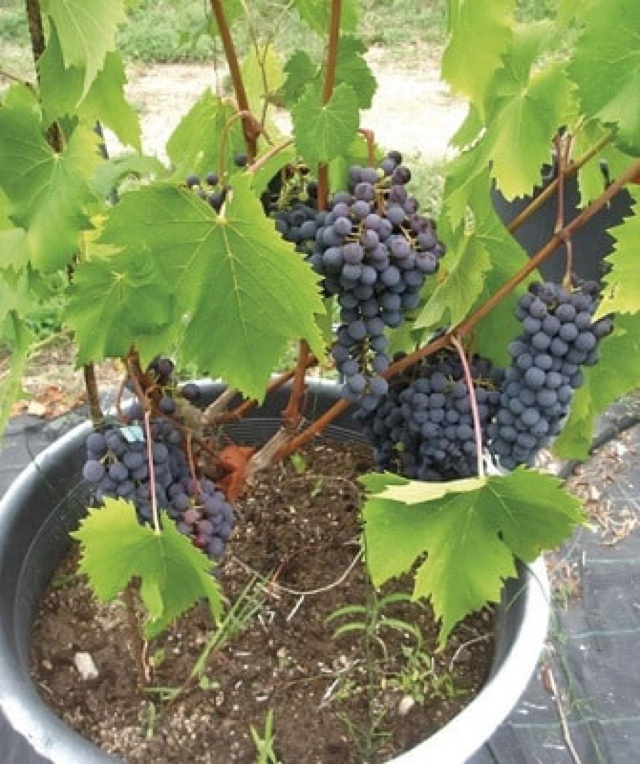 Management of vine water stress Photo 2 B