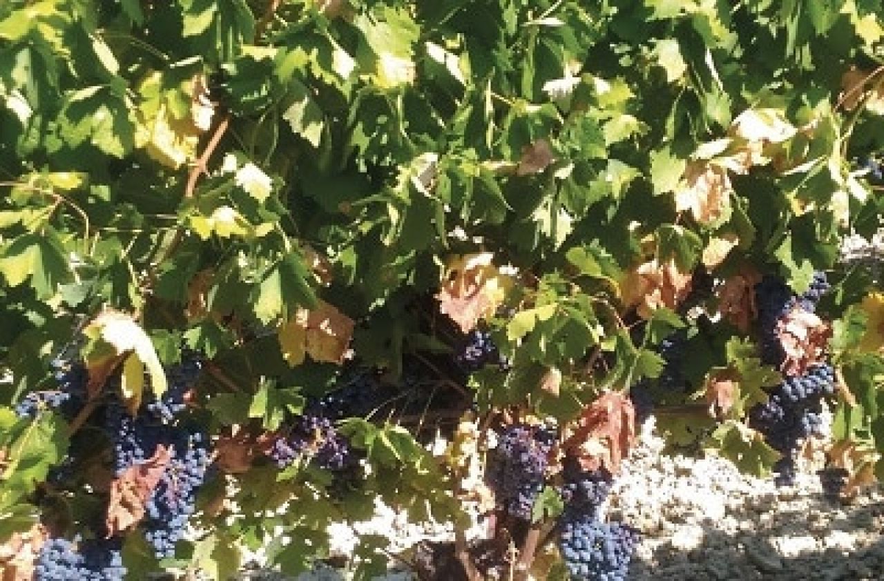 Management of vine water stress Photo 1