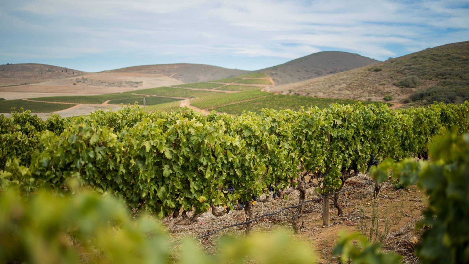 Vineyards at Groote Post