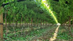 Karsten Group vineyard