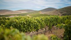 Vineyards at Groote Post