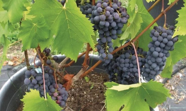 Management of vine water stress Featured image