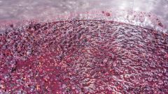 Making Top 10 Merlot