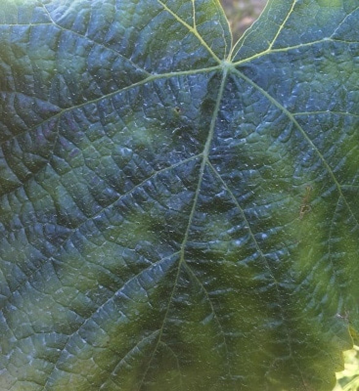 In the vineyard Photo 5 1