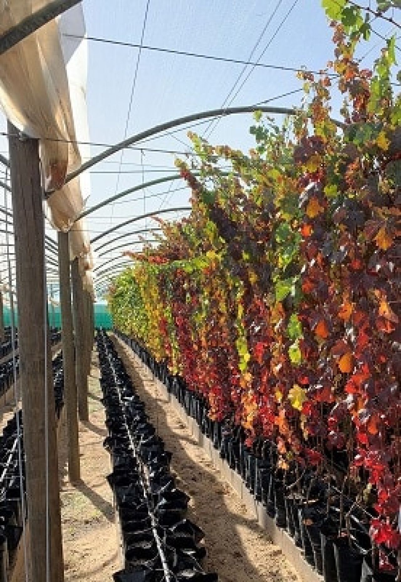 In the vineyard Photo 2